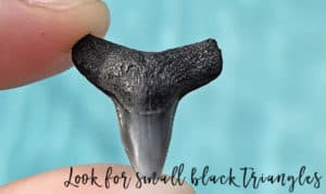 Shark Tooth Found in Jacksonville, Florida 