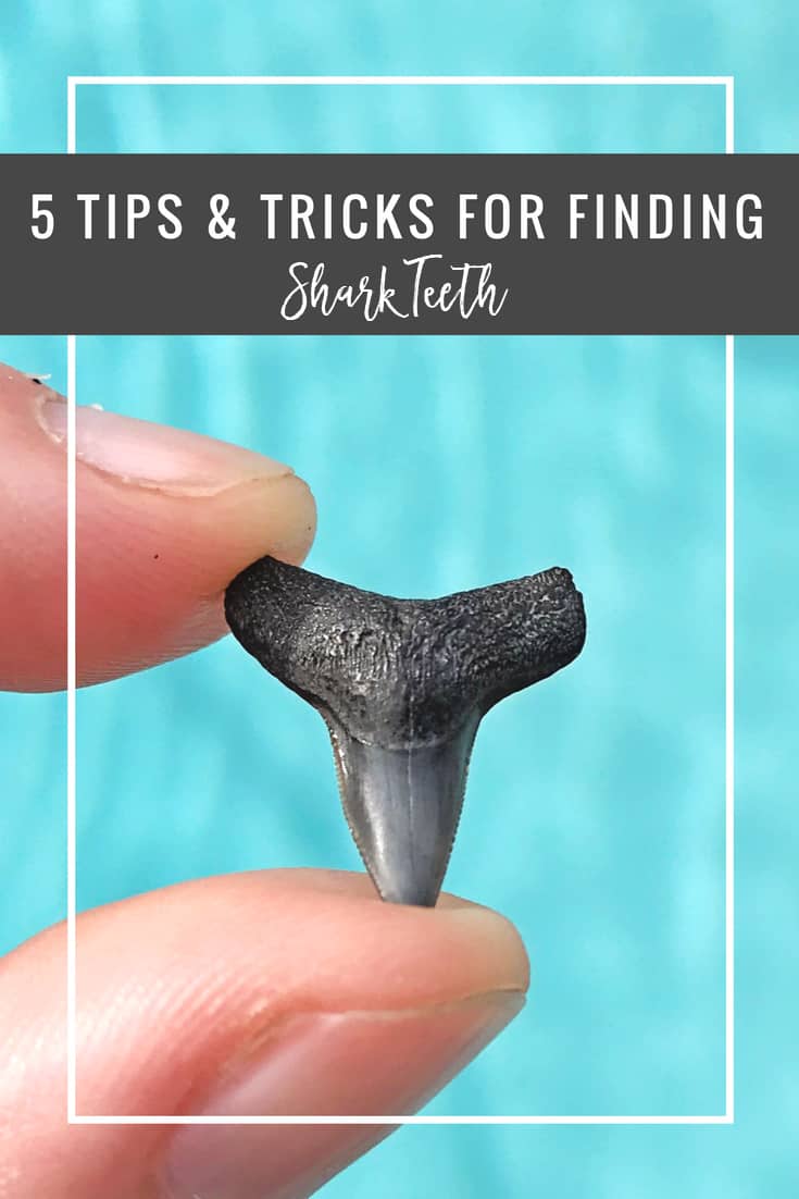 5 Tips & Tricks for Finding Shark Teeth