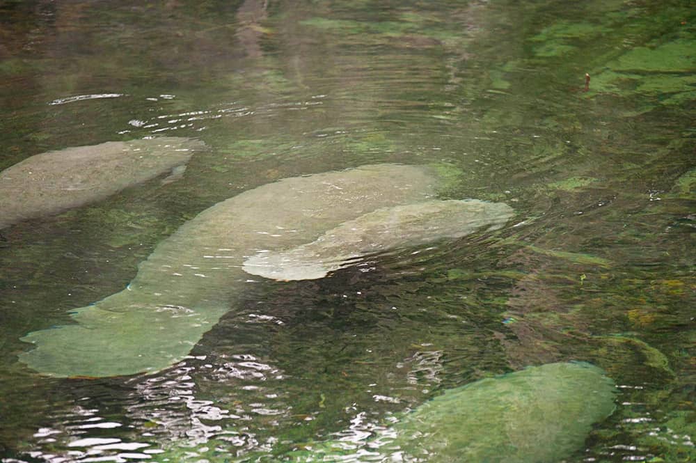 Blue Springs State Park in Florida - Mom & Baby Manatee