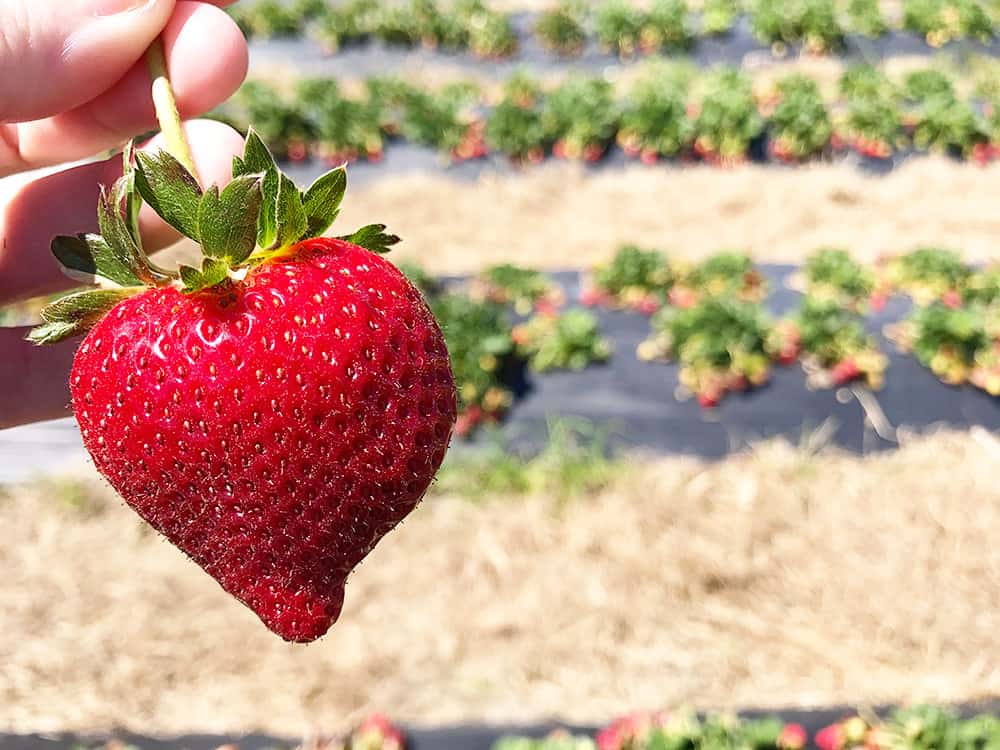 Strawberry Picking in Jacksonville, Florida. Brown's Farm - Fresh Strawberries in North Florida.