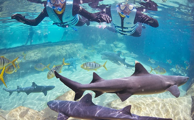 Shark Week gifts for people who love sharks! Give a swim with the sharks experience from SeaWorld and Discovery Cove.