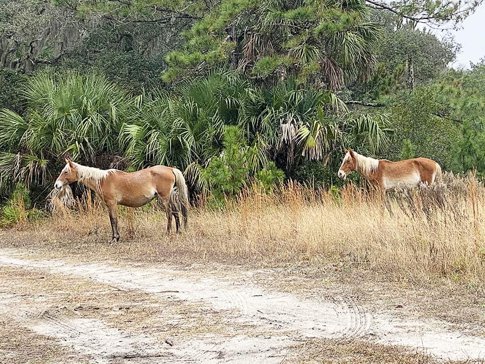 Cumberland Island National Seashore in Georgia is the perfect day trip with the kids!