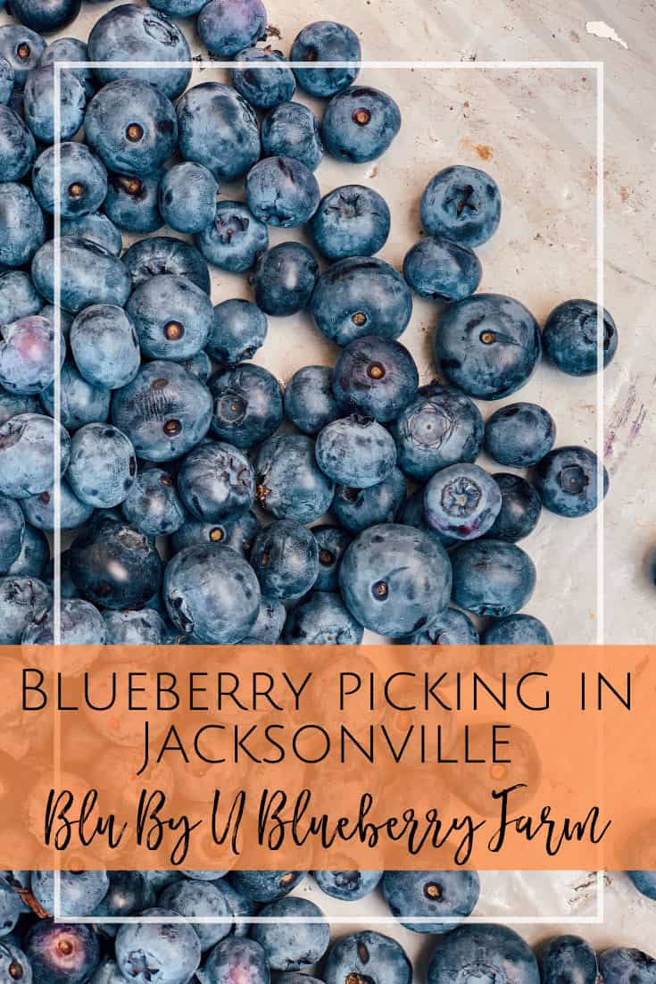 Blueberry picking in Jacksonville, Florida at Blu By U Farms.
