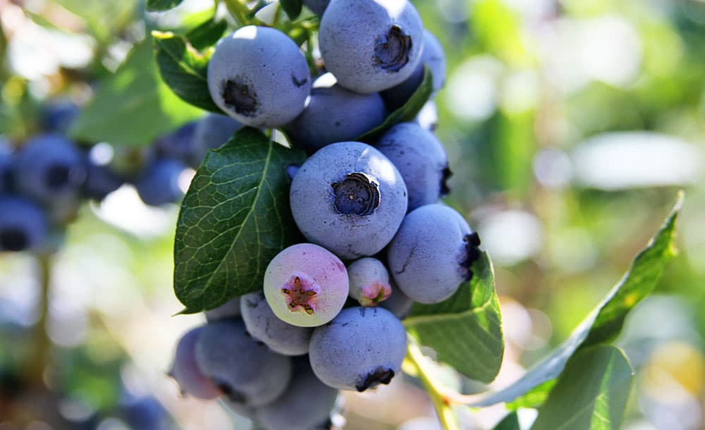 Blueberry Picking in Jacksonville, Florida at Blu By U Blueberry Farm