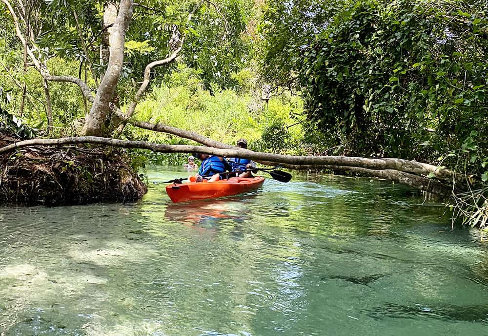 Kayak or Paddle Board at Rock Springs/Kelly Park in Apopka, Florida.
