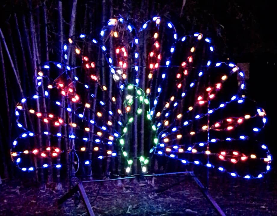 Lighted peacock at the Jacksonville Zoo