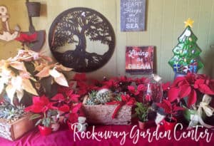 Rockaway Garden Center Jacksonville Beach Florida