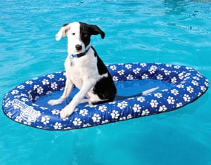 The Best Pool Float for Dogs
