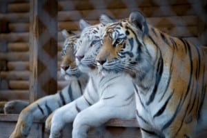 Catty Shack Ranch in Jacksonville, Florida