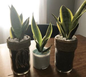 Glass Cactus Company - Jacksonville Local Gift Guide for Holiday Gifts