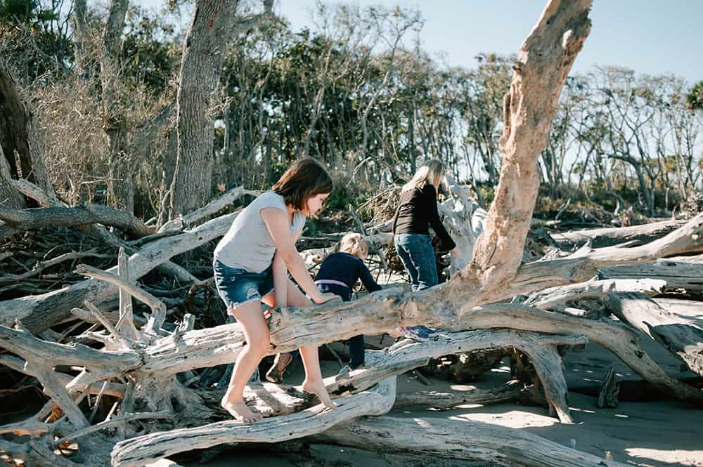 Driftwood Beach on Big Talbot Island in Jacksonville, Florida