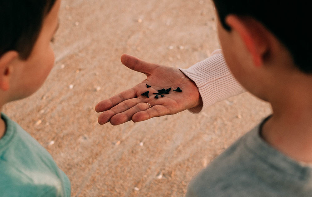 Mickler's Beach in Jacksonville, Florida where you can hunt for shark teeth.