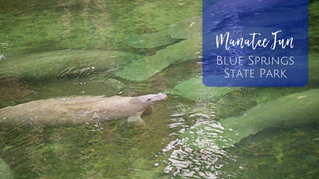 Blue Springs State Park - Day Trip from Jacksonville to see Manatees