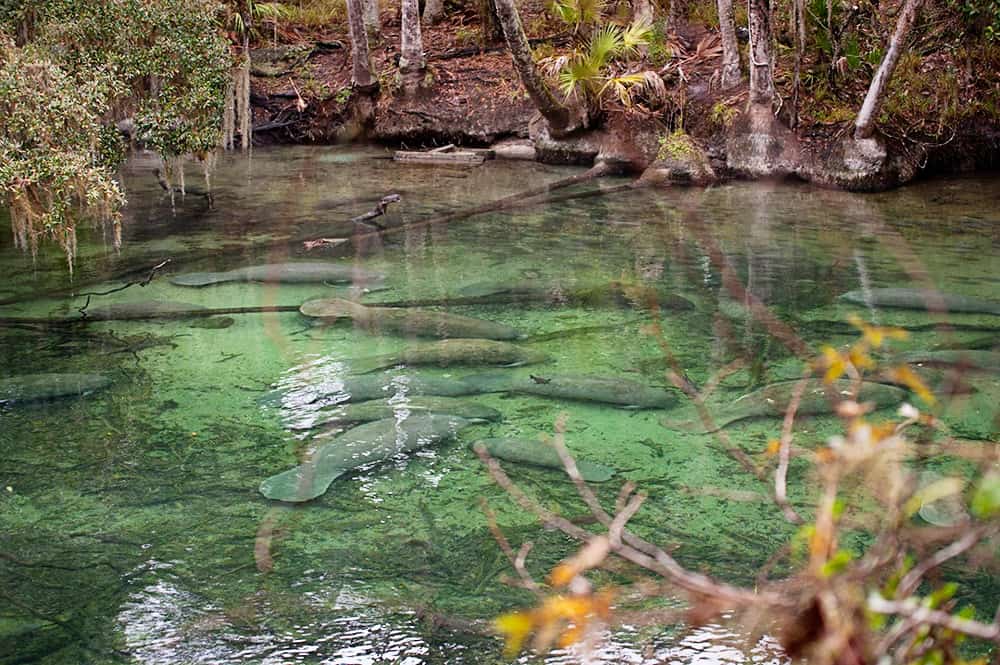 Blue Springs State Park in Florida - Day trip from Jacksonville to see manatees!
