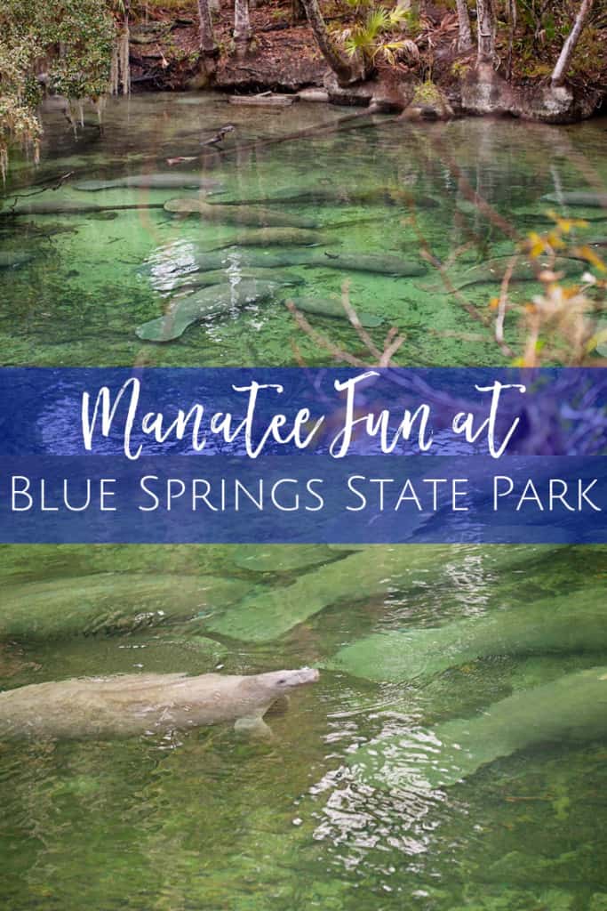 Blue Springs State Park Jacksonville Beach Moms