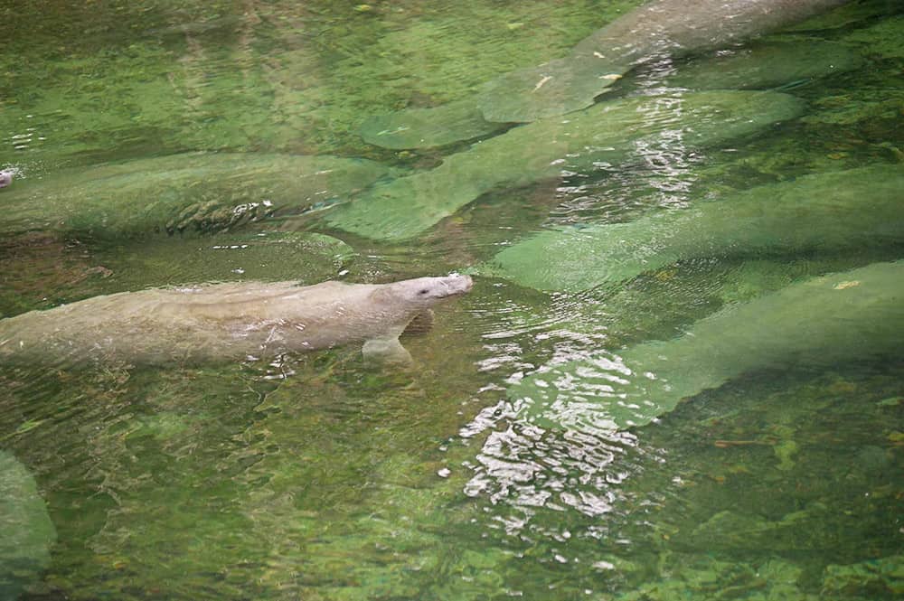 Blue Springs State Park in Florida - Day trip from Jacksonville to see manatees!