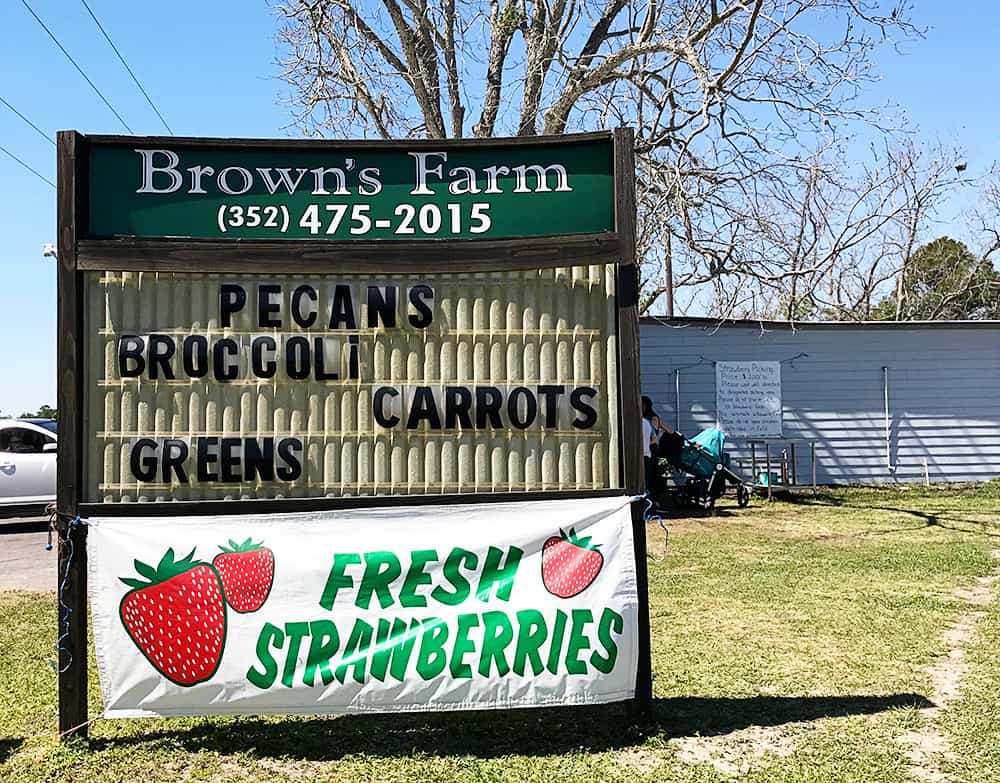 Strawberry Picking in Jacksonville, Florida. Brown's Farm - Fresh Strawberries in North Florida.