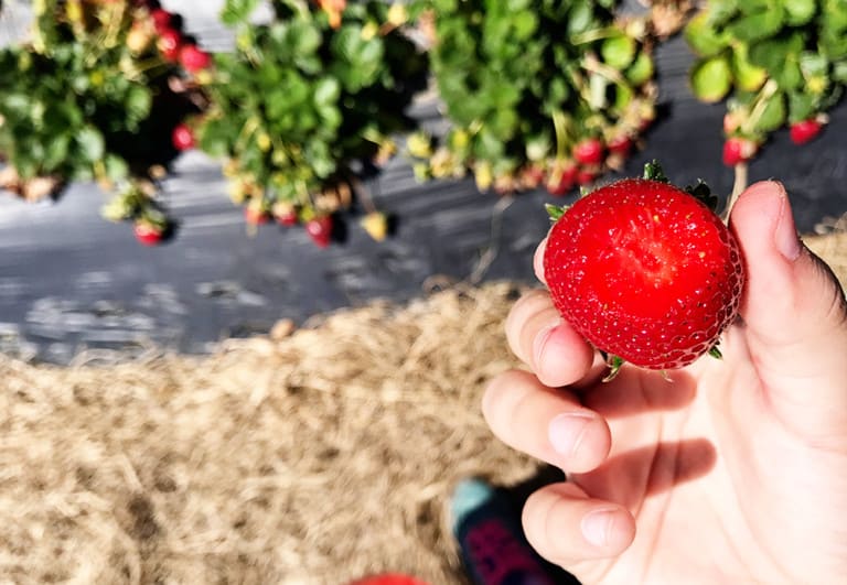 Brown's Farm Strawberry Picking in North Florida Jacksonville Beach Moms