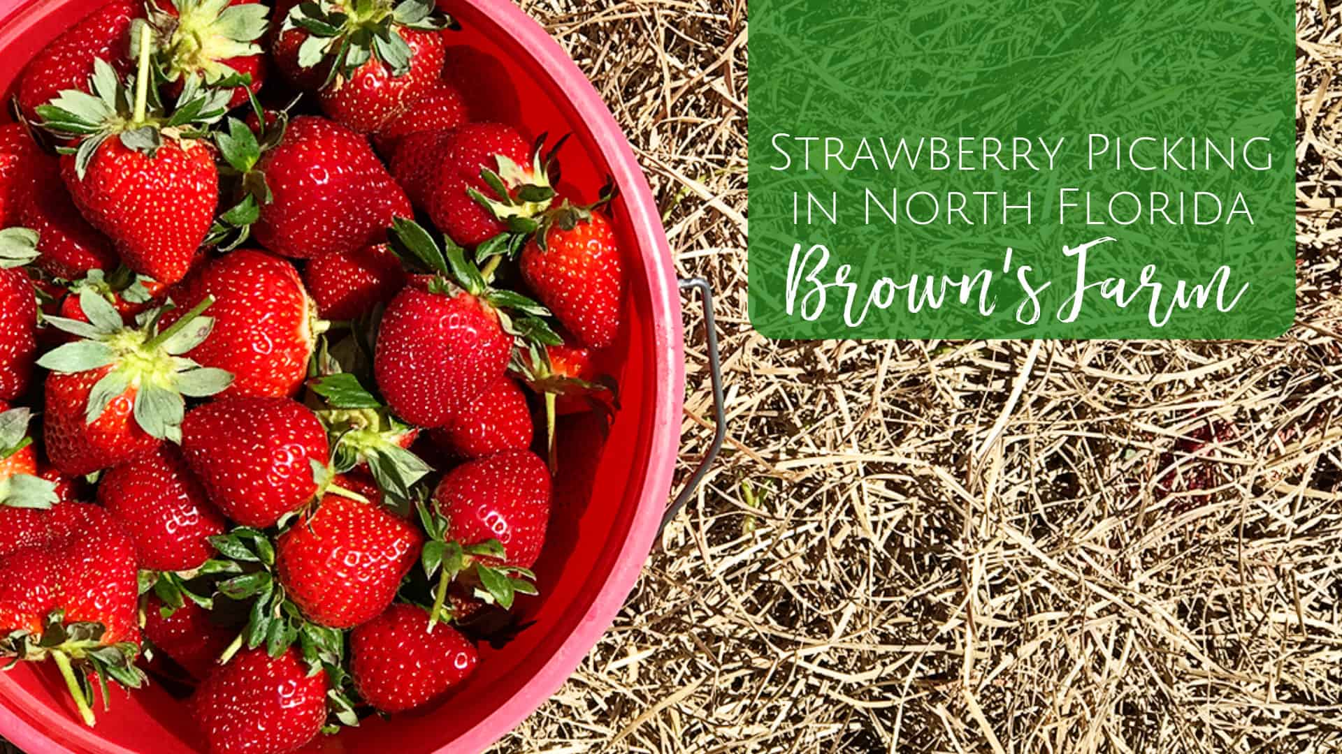 Brown's Farm Strawberry Picking in North Florida Jacksonville Beach Moms
