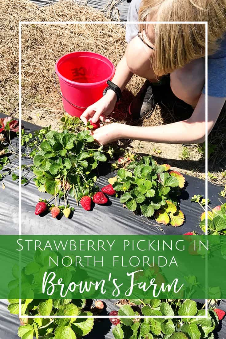Strawberry Picking in Jacksonville, Florida. Brown's Farm in North Florida has u-pick Strawberries