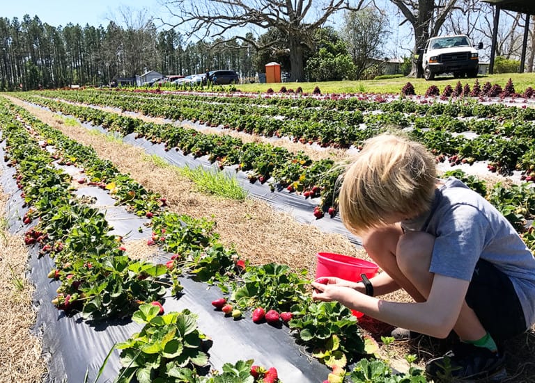 Brown's Farm Strawberry Picking in North Florida Jacksonville Beach Moms