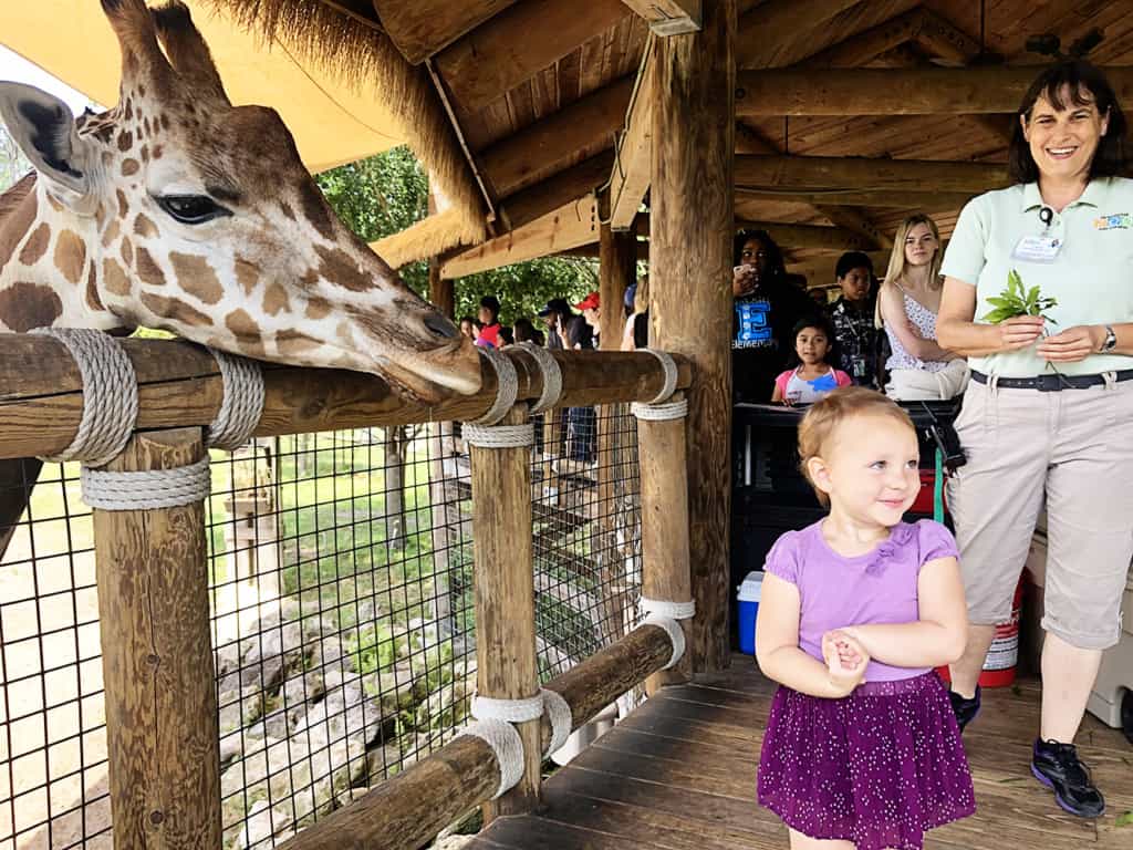 Jacksonville Zoo and Gardens Giraffe Feeding