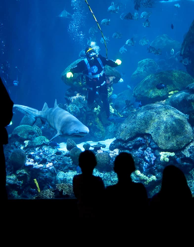 Chattanooga with Kids - Visiting the Tennessee Aquarium