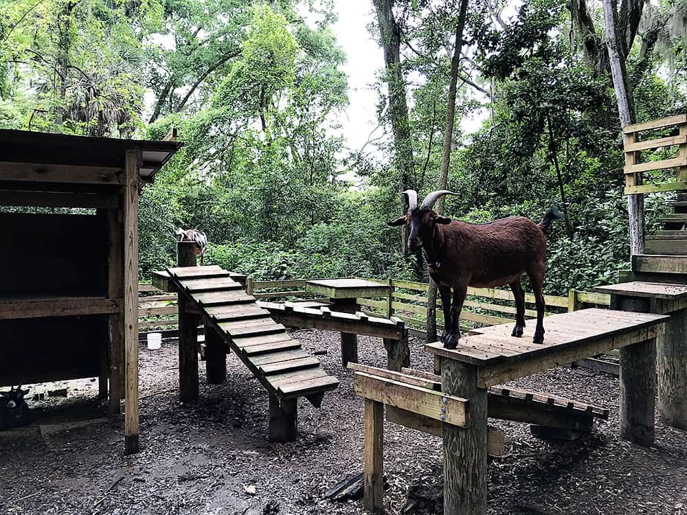 Tree Hill Nature Center in Jacksonville, Florida