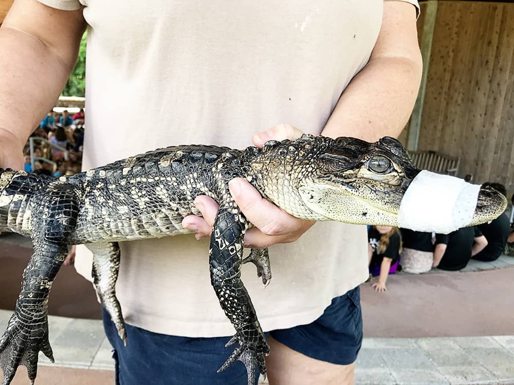 Tree Hill Nature Center in Jacksonville, Florida