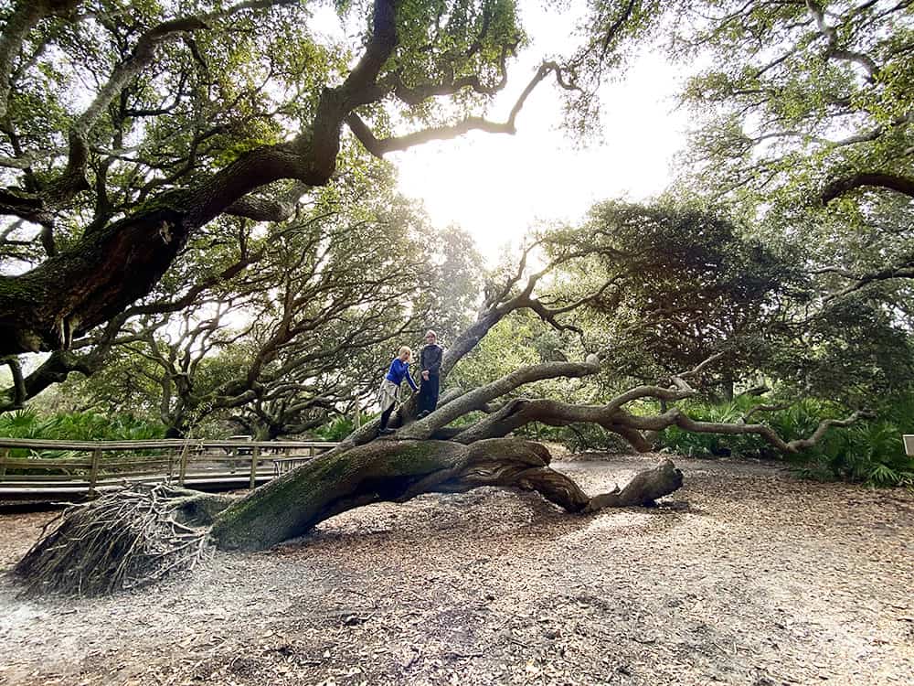 Cumberland Island National Seashore in Georgia is the perfect day trip with the kids!