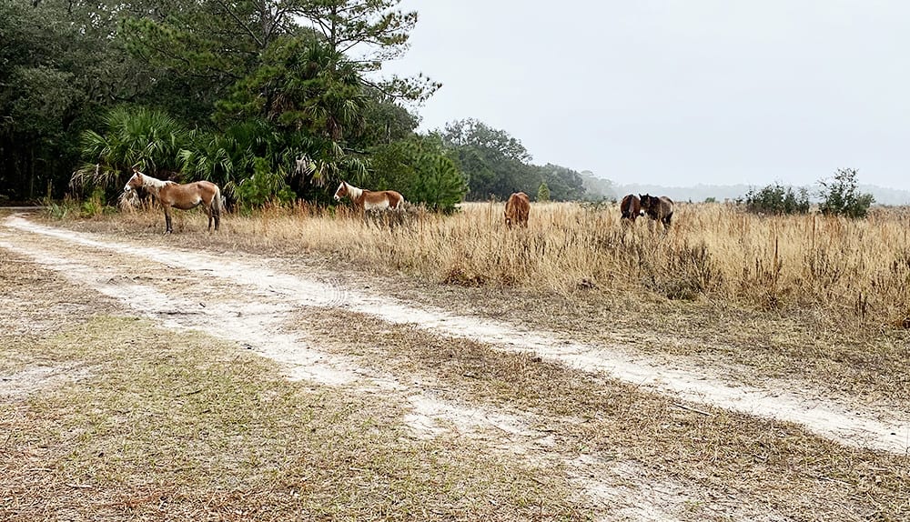 Wild Horses on Cumberland