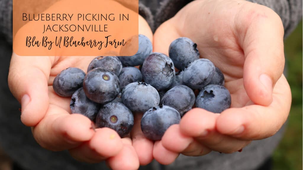 Blueberry Picking in Jacksonville, Florida at Blu By U Blueberry Farm