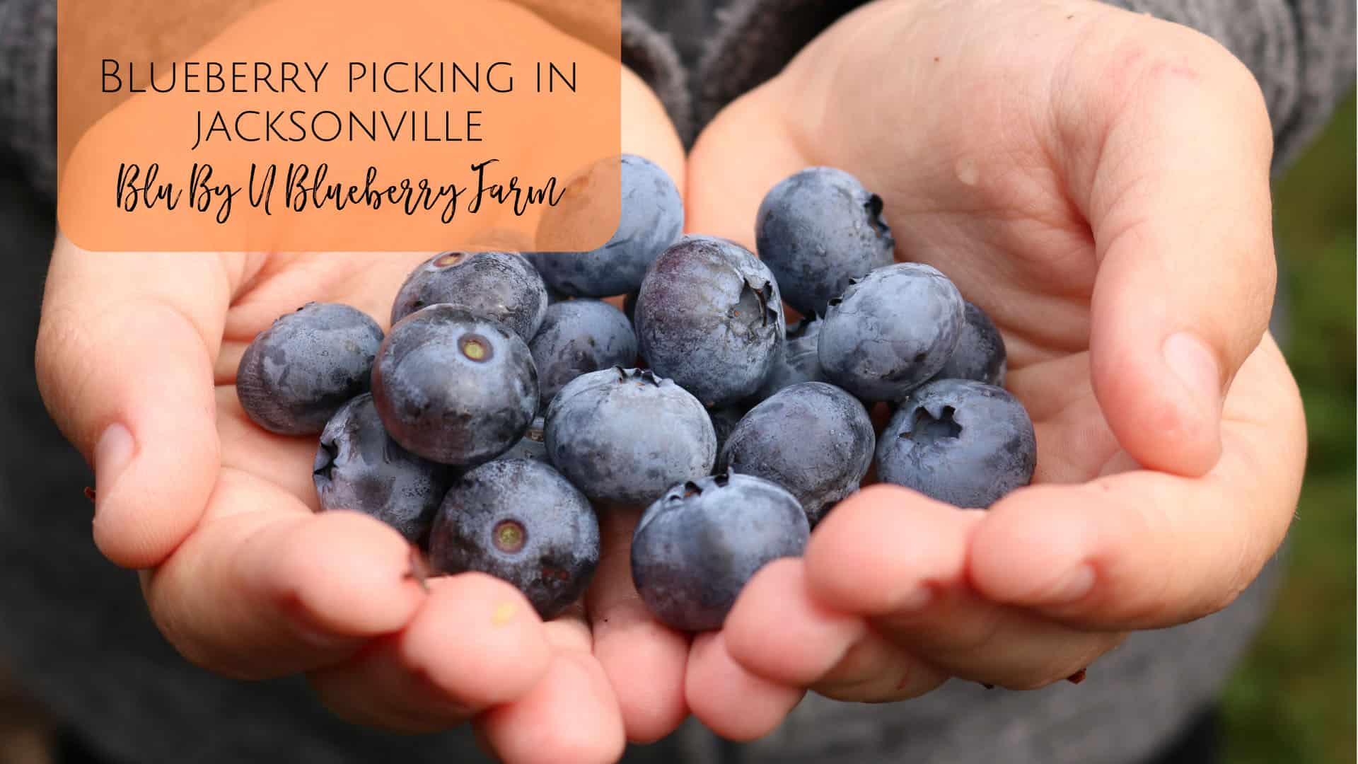 Blueberry Picking in Jacksonville Blu By U Farm Jacksonville Beach Moms