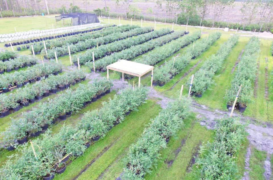 Blueberry Picking in Jacksonville, Florida at Blu By U Blueberry Farm