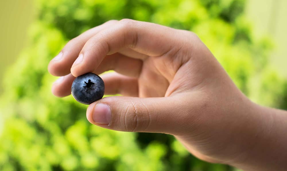 Blueberry Picking in Jacksonville, Florida at Blu By U Blueberry Farm