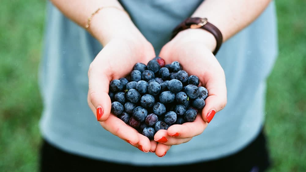 Blueberry Picking in Jacksonville, Florida at Blu By U Blueberry Farm