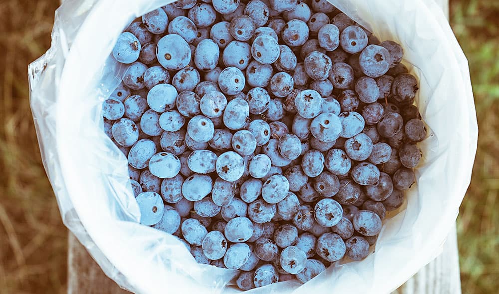 Blueberry Picking in Jacksonville, Florida at Blu By U Blueberry Farm