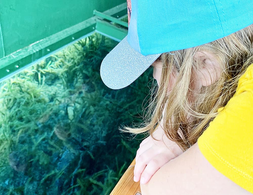 Silver Springs State Park in Ocala, Florida. A perfect spot to take a glass bottom boat ride through the springs.