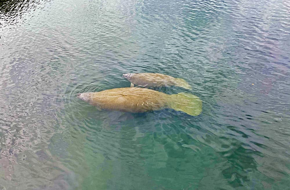 Florida Manatees