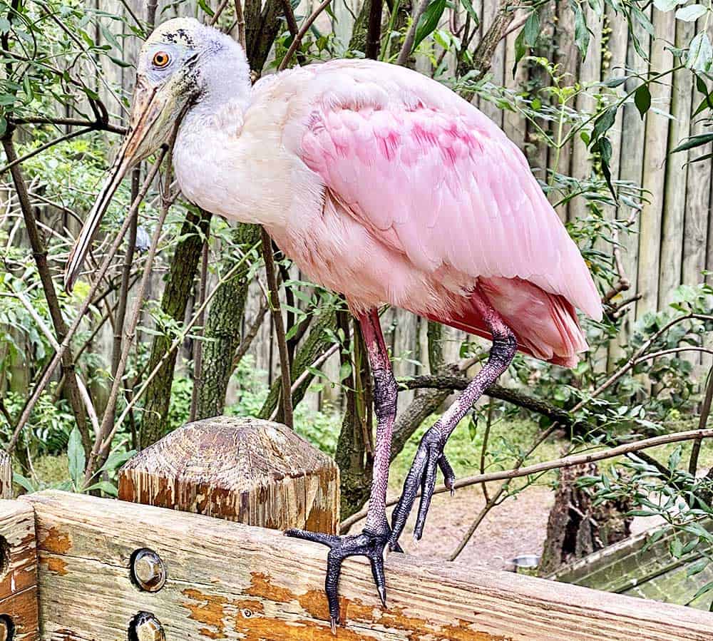 Spoonbill in Florida