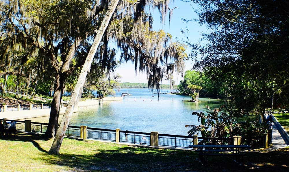 Swimming at Salt Springs in Ocala, Florida