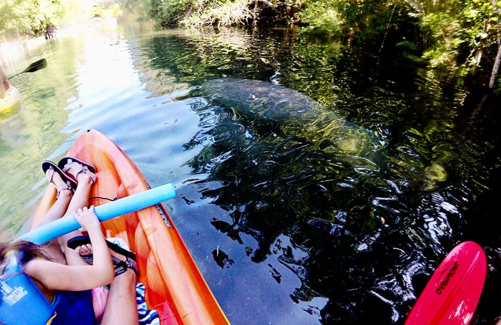 Manatees in the Weeki Wachee River