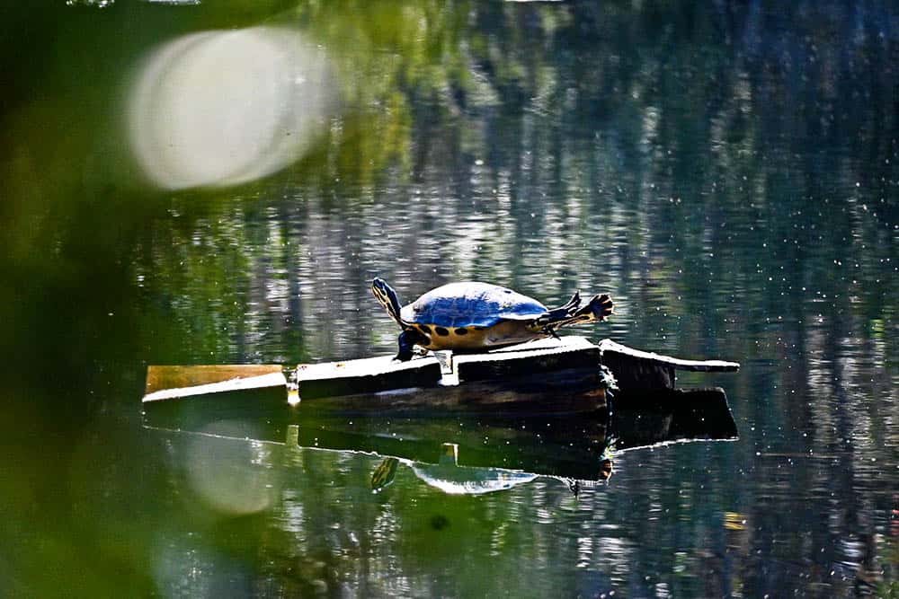 Wildlife on UNF Trails