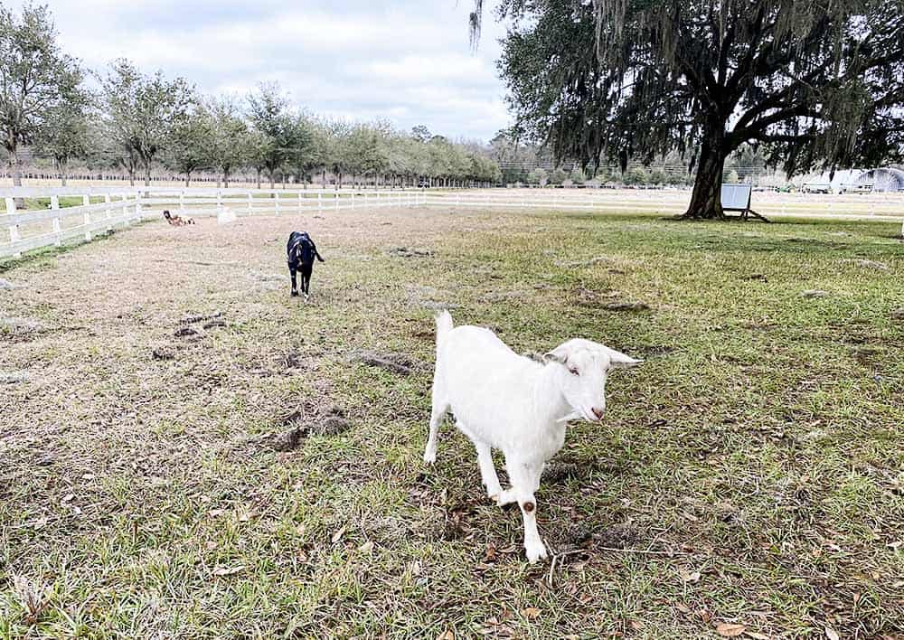 Congaree & Penn farm has goats that you can visit with.