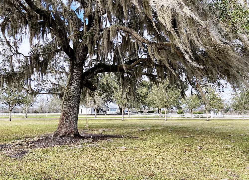 Beautiful oak trees and plenty of spots for a picnic on the farm.