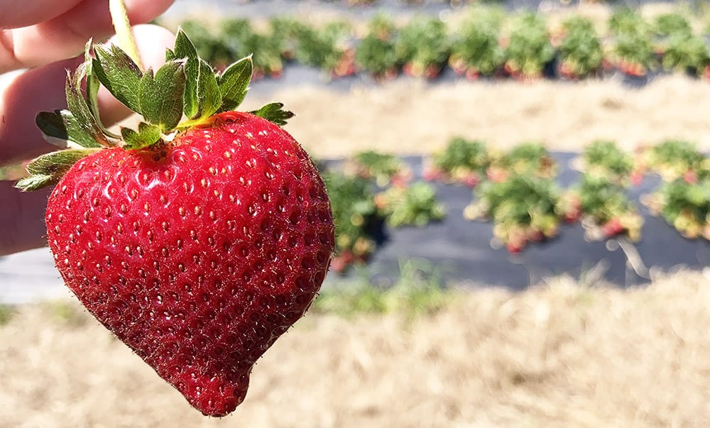 Where can I take my kids to pick strawberries in North Florida?