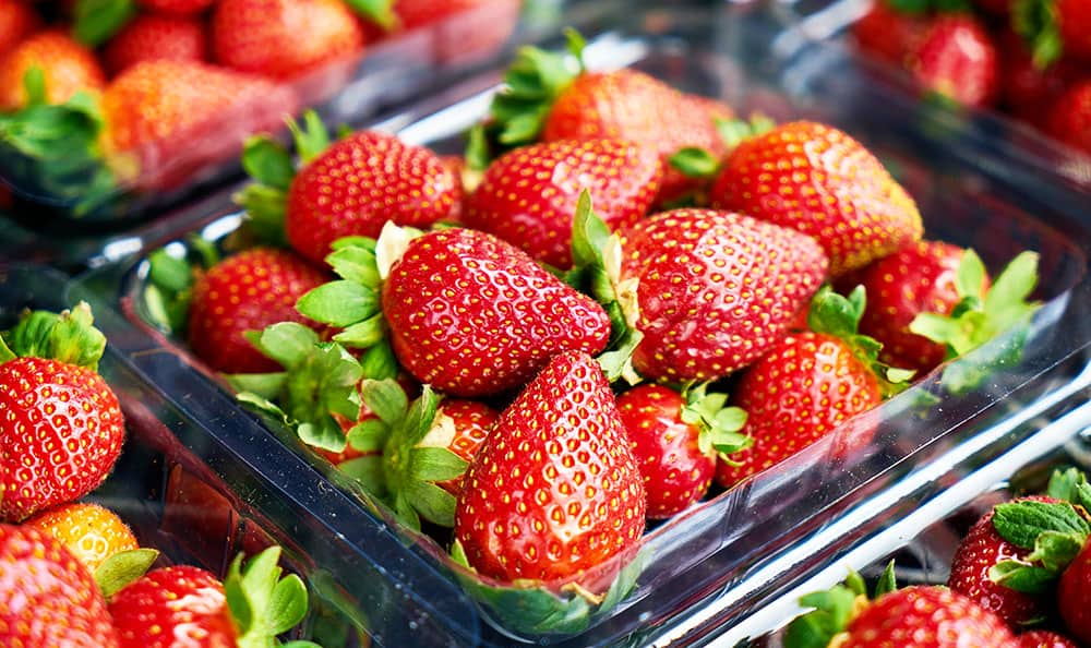 Strawberry Picking in North Florida:: Your Ultimate Guide
