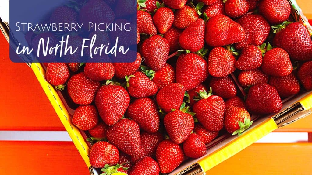 Strawberry Picking in Jacksonville