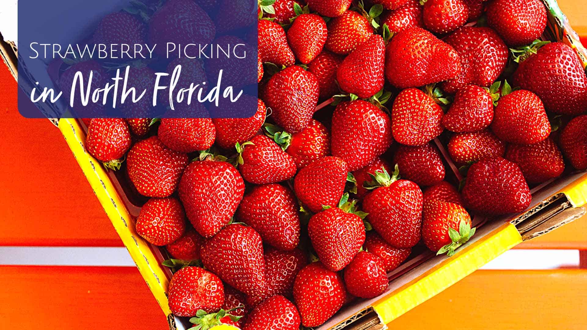 Strawberry Picking in Jacksonville