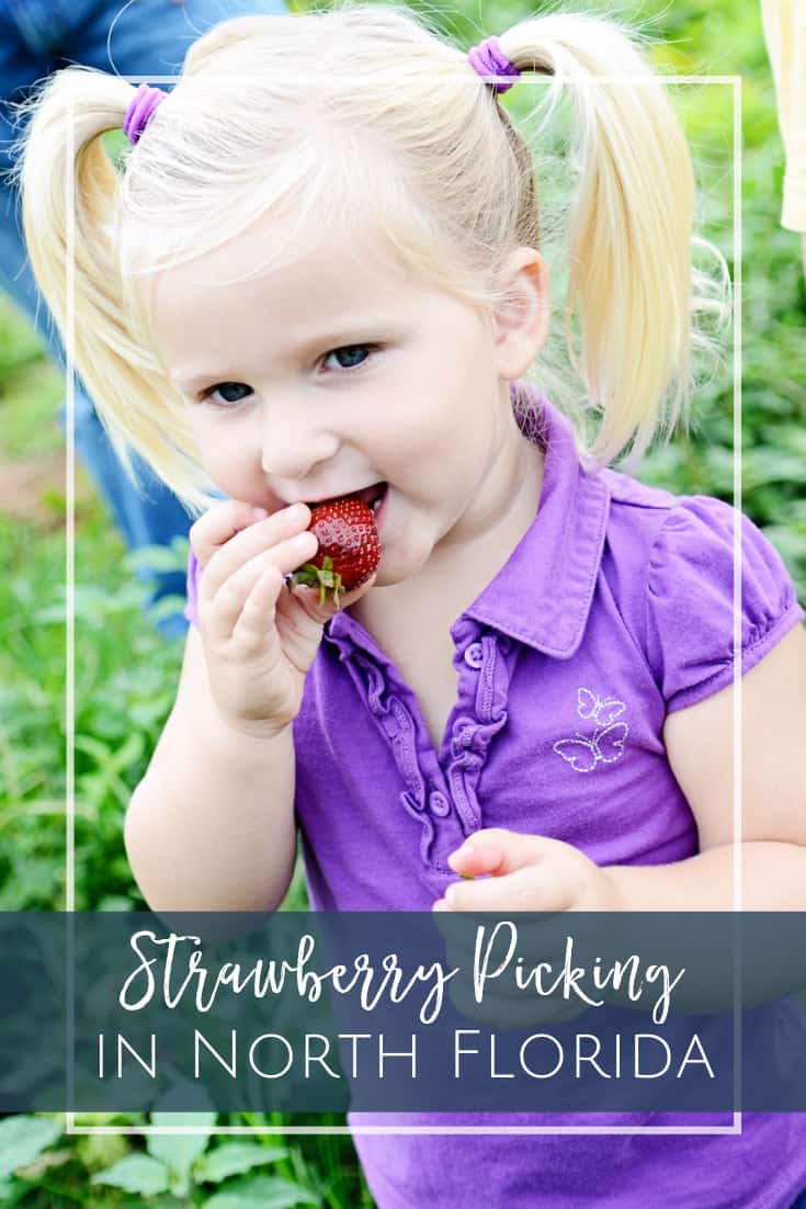 Where to pick strawberries in Jacksonville, Florida